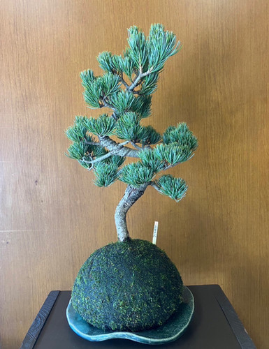 五葉松　苔付き file.jpg