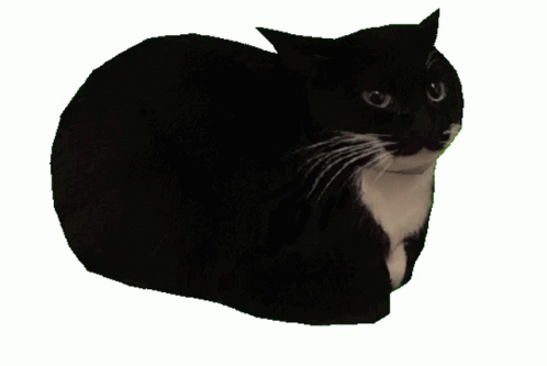 cat-spinning.gif