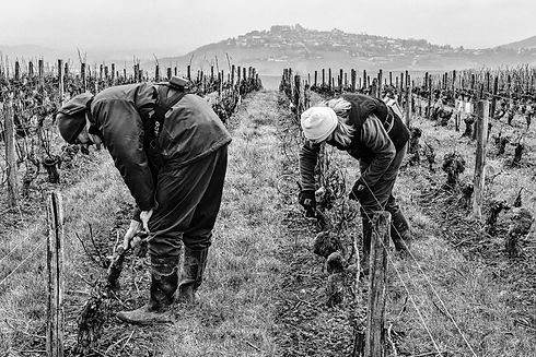 Taille sancerre Domaine Reverdy Bernard et Fils