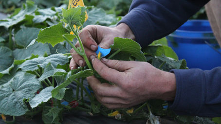 Why do we grow seeds? - Jack