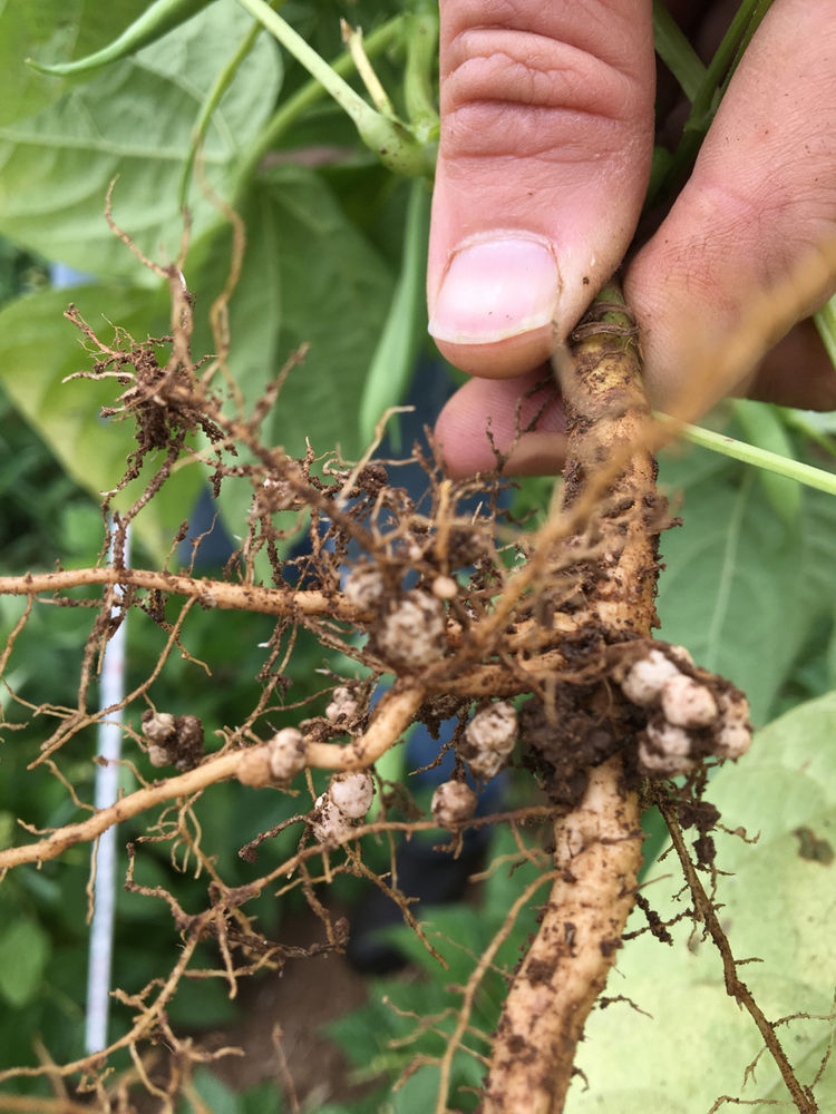 Roots, Rhizomes, Rhizobia, and the Subterranean Ecosystem