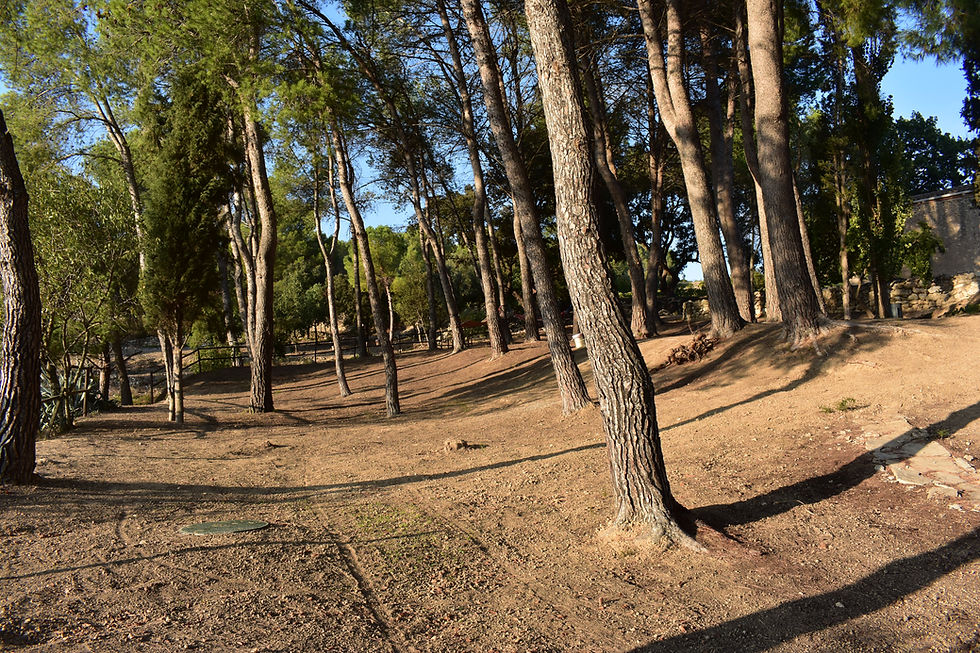 Bosc adjunt a la masia