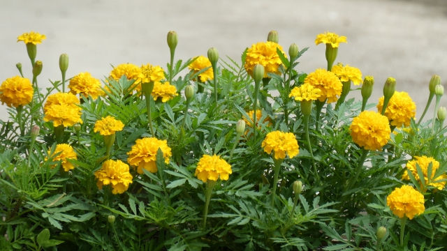 ree