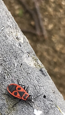 IMG_5699.PNG