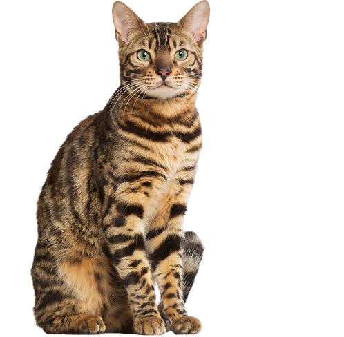 cat posing for a pet brand photoshoot
