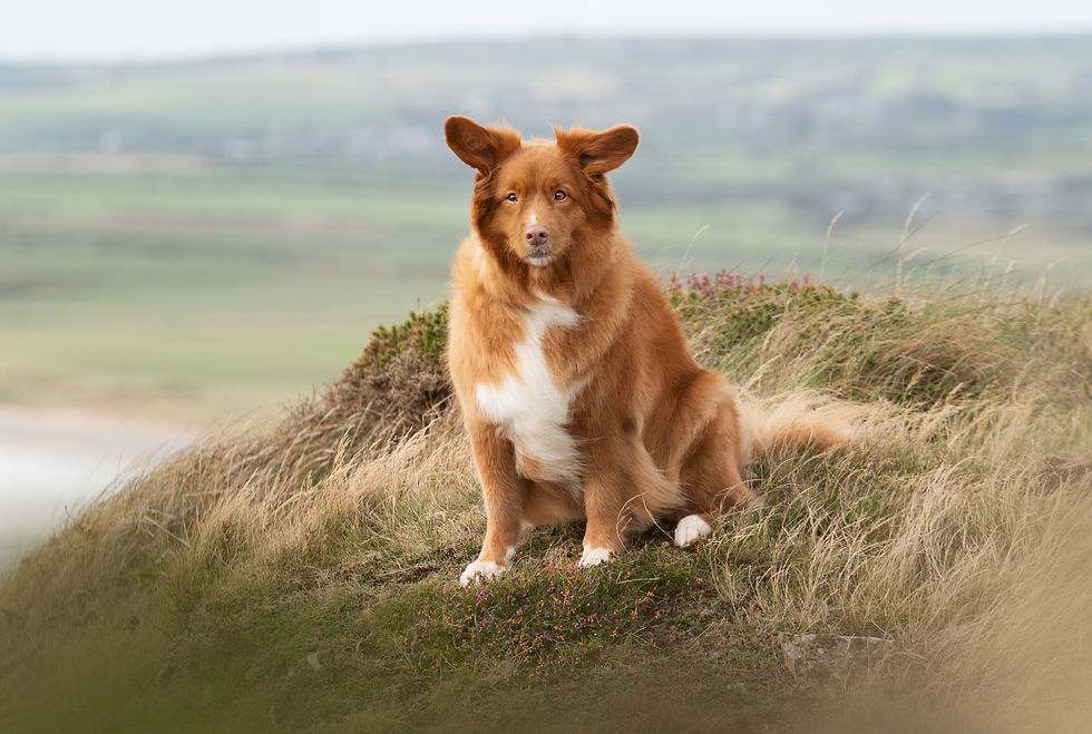 How Dog Photography Composition Increases Dwell Time On Social Media In The Pet Industry
