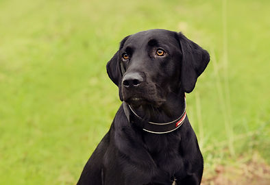 blacklabsatur5.jpg