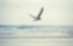 Bird lighter.jpg