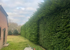 hedge cutting with a stihl hedge trimmer bennetts tree care trimmed this hedge sides and top nice and neat in sindlesham