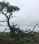 Emergency removal of a fallen oak tree for safety in Berkshire by Bennetts Tree Care Ltd