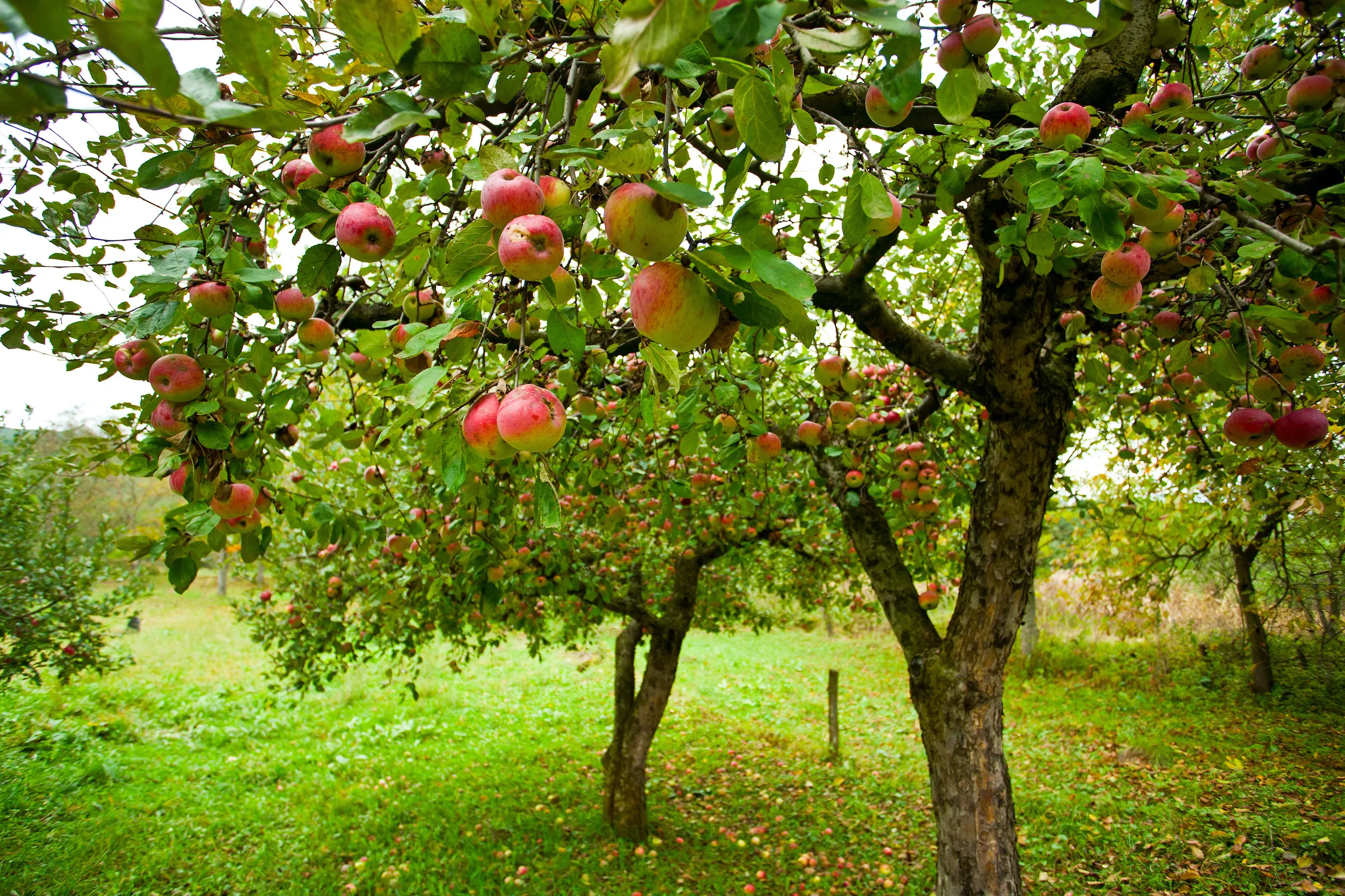 bennetts tree care ltd fruit tree