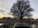 oak tree removal on site