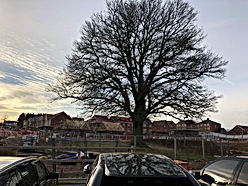 oak tree removal on site