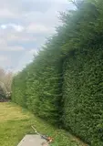 5-star rated conifer hedge maintenance and removal by Bennetts Tree Care Ltd
