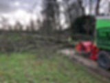 site tree clearance