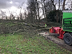 site tree clearance