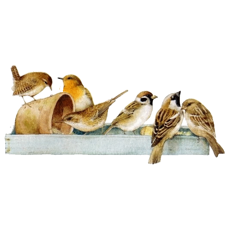 oiseaux.gif