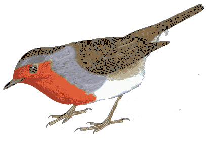 rouge gorge-oiseau.gif