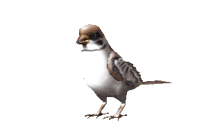 moineau-oiseau .gif