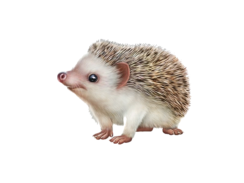 gif-Herisson.gif