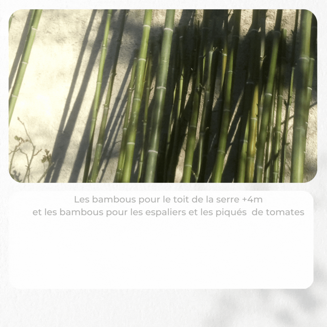 bambous serre.gif