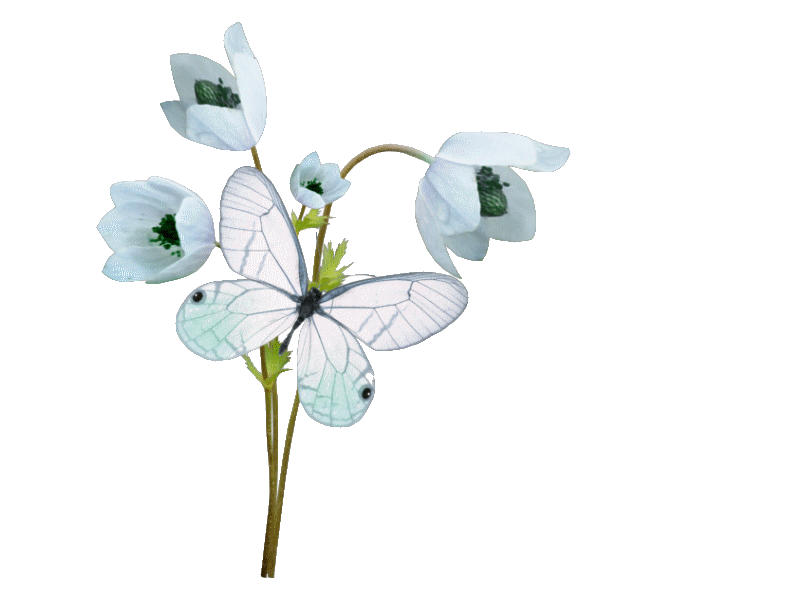 papillons-3.gif