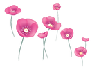SanFleurs'=-coquelicots-fleurs des champ