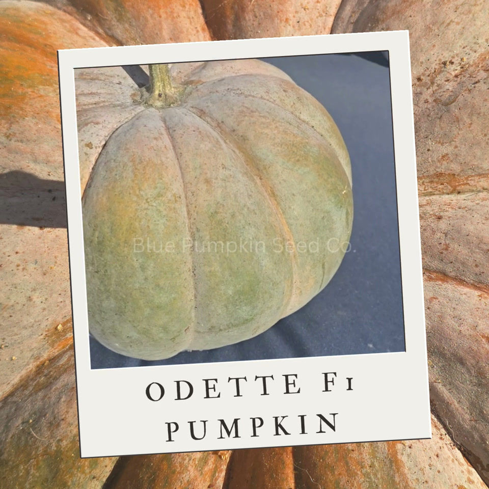 Miniatura: An odette pumpkin we grew in our garden.
