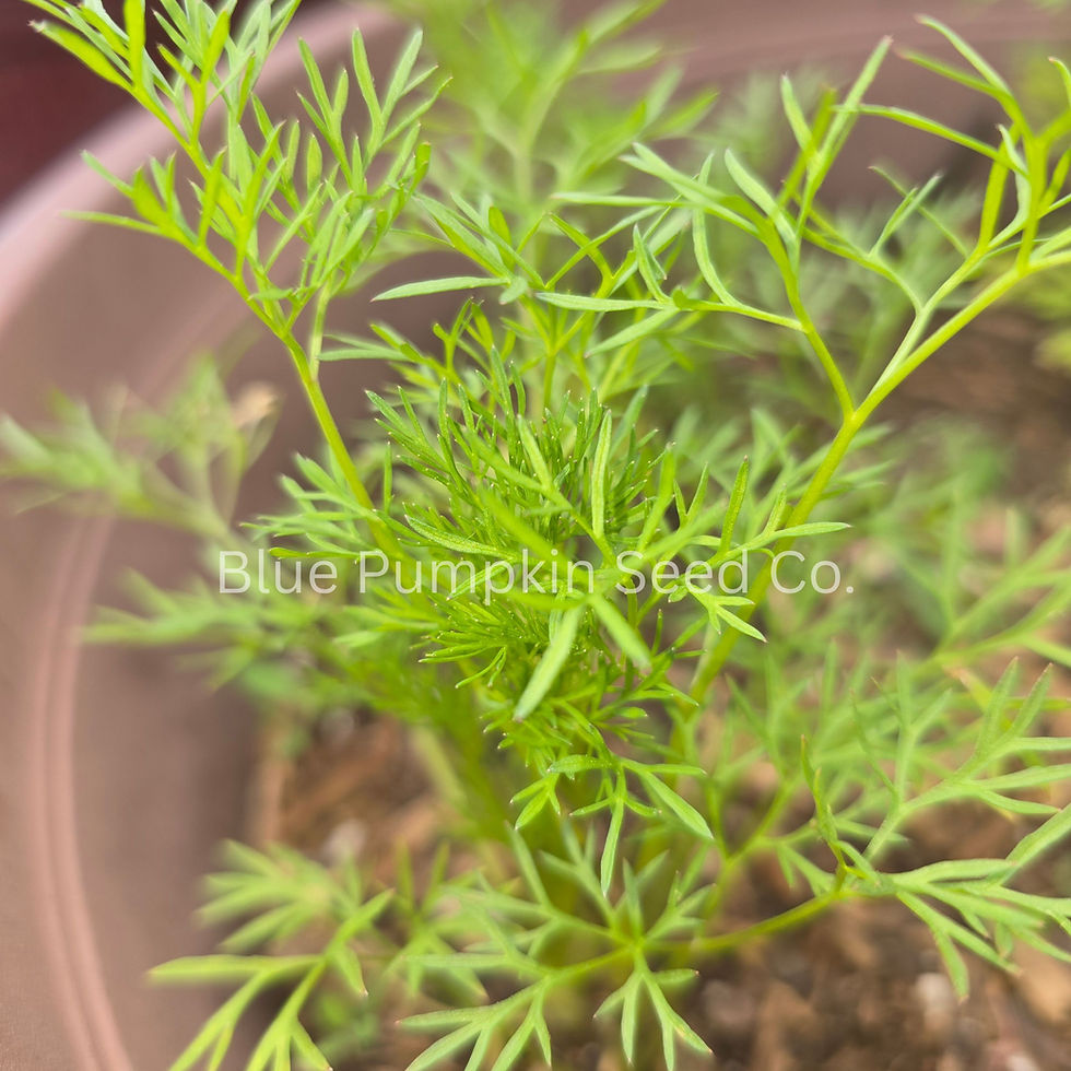 Miniatura: Confeti cilantro in a container.