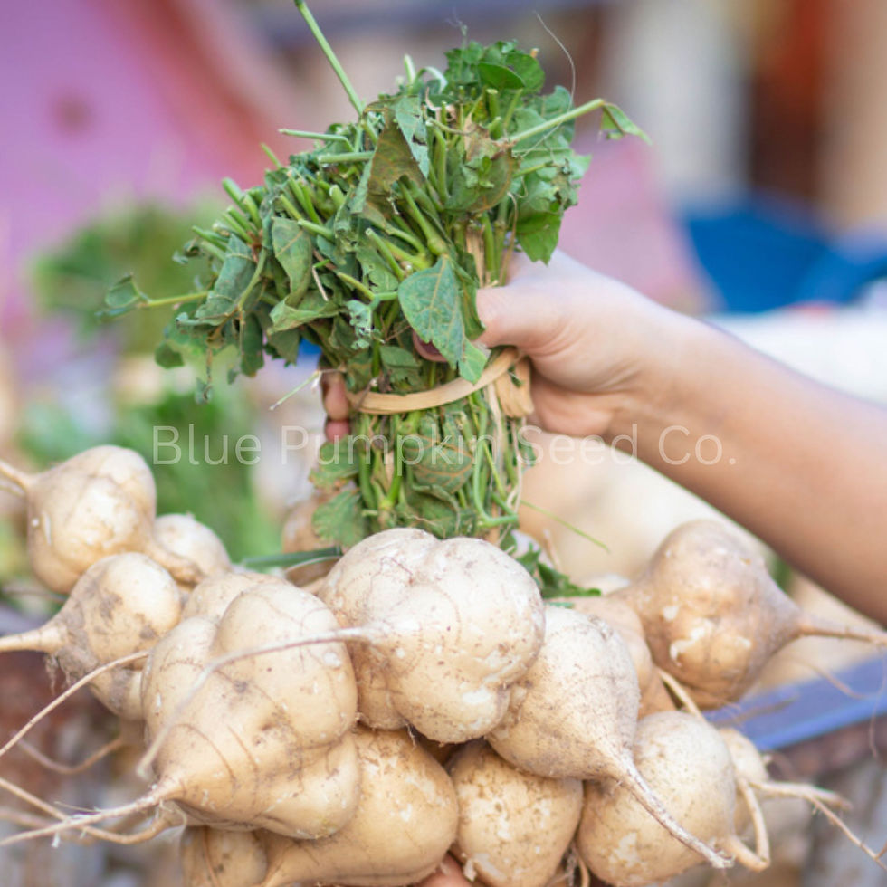 Thumbnail: A woman holding up a bundle of Thai Jicama at a Thai Market.