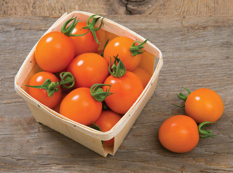 Clementine F1 tomatoes