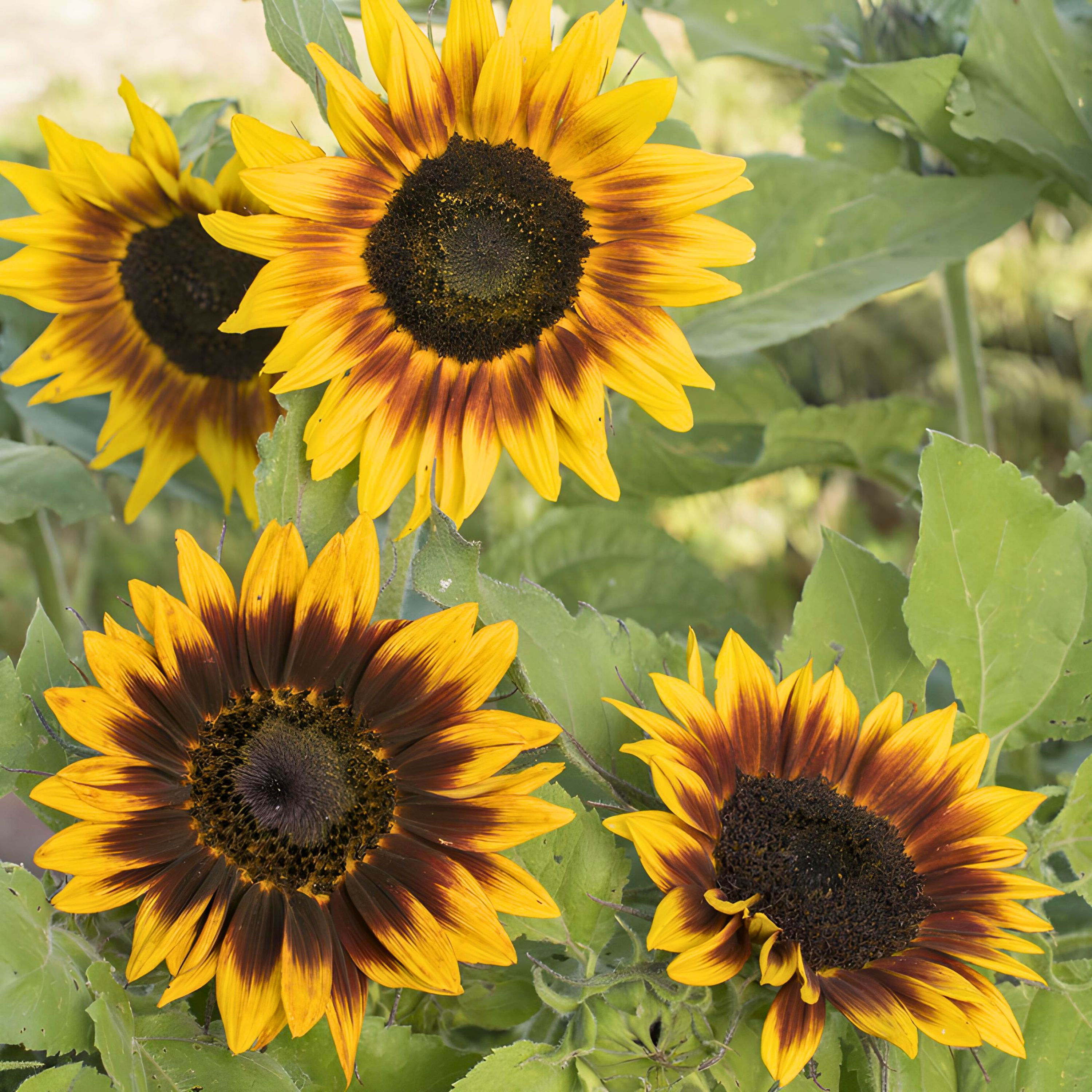 several ring of fire sunflowers growing in a garden.