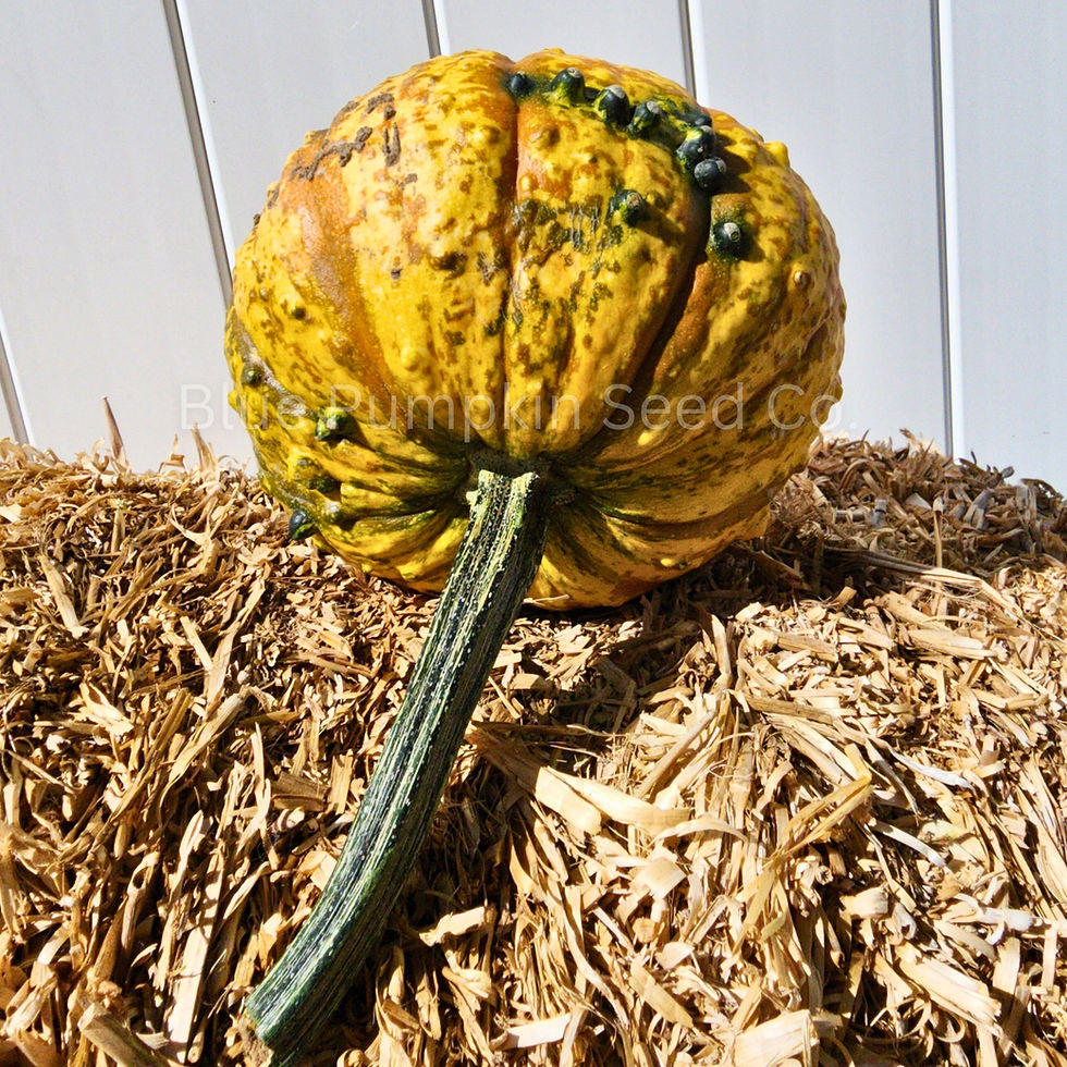 Miniatura: A Warty Gnome F1 pumpkin on it's side.