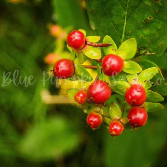 Miniatura: Berries produced by the St. John's wort plant.