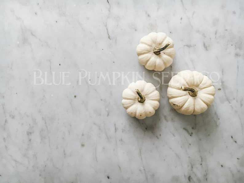 Thumbnail: A few Casperita pumpkins.