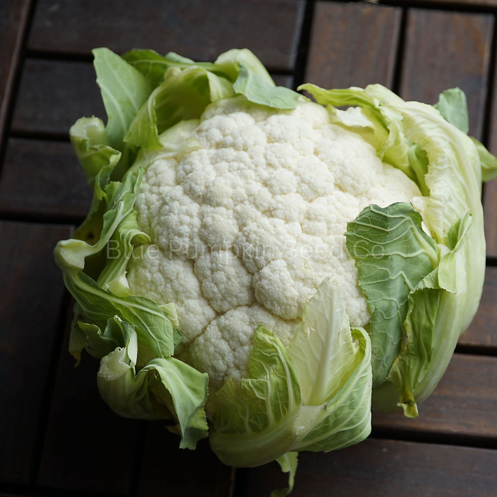 Miniatura: A head of Snowball Y Improved Cauliflower in a dimly lit setting.