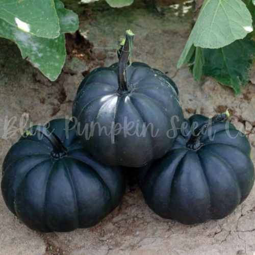 Midnight F1 Pumpkin seeds | Blue Pumpkin Seed Co