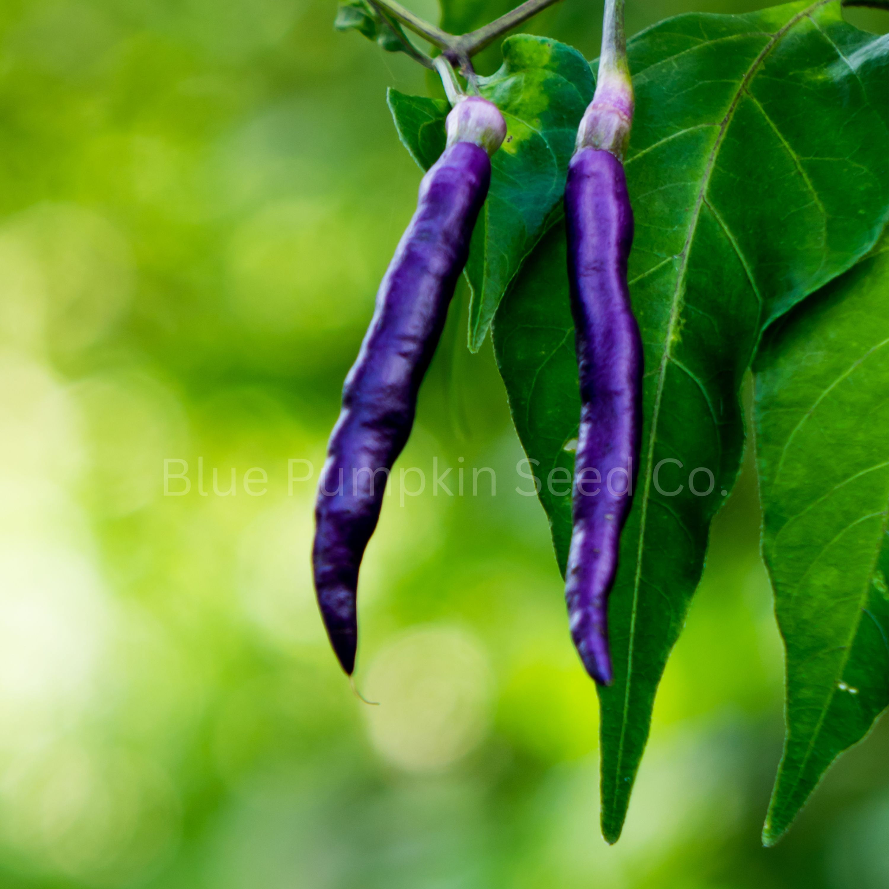 Two purple cayenne peppers in a garden.