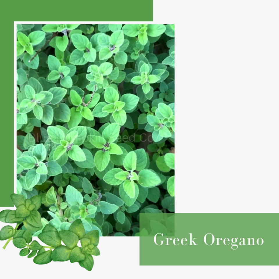 Miniatura: Greek Oregano seed video.