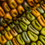 Miniatura: Varying colors of green corn kernels of Oxacan Green corn.