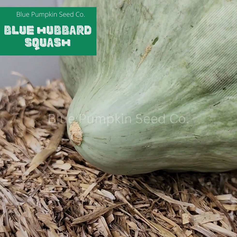 Miniatura: Blue Hubbard Squash seeds video.
