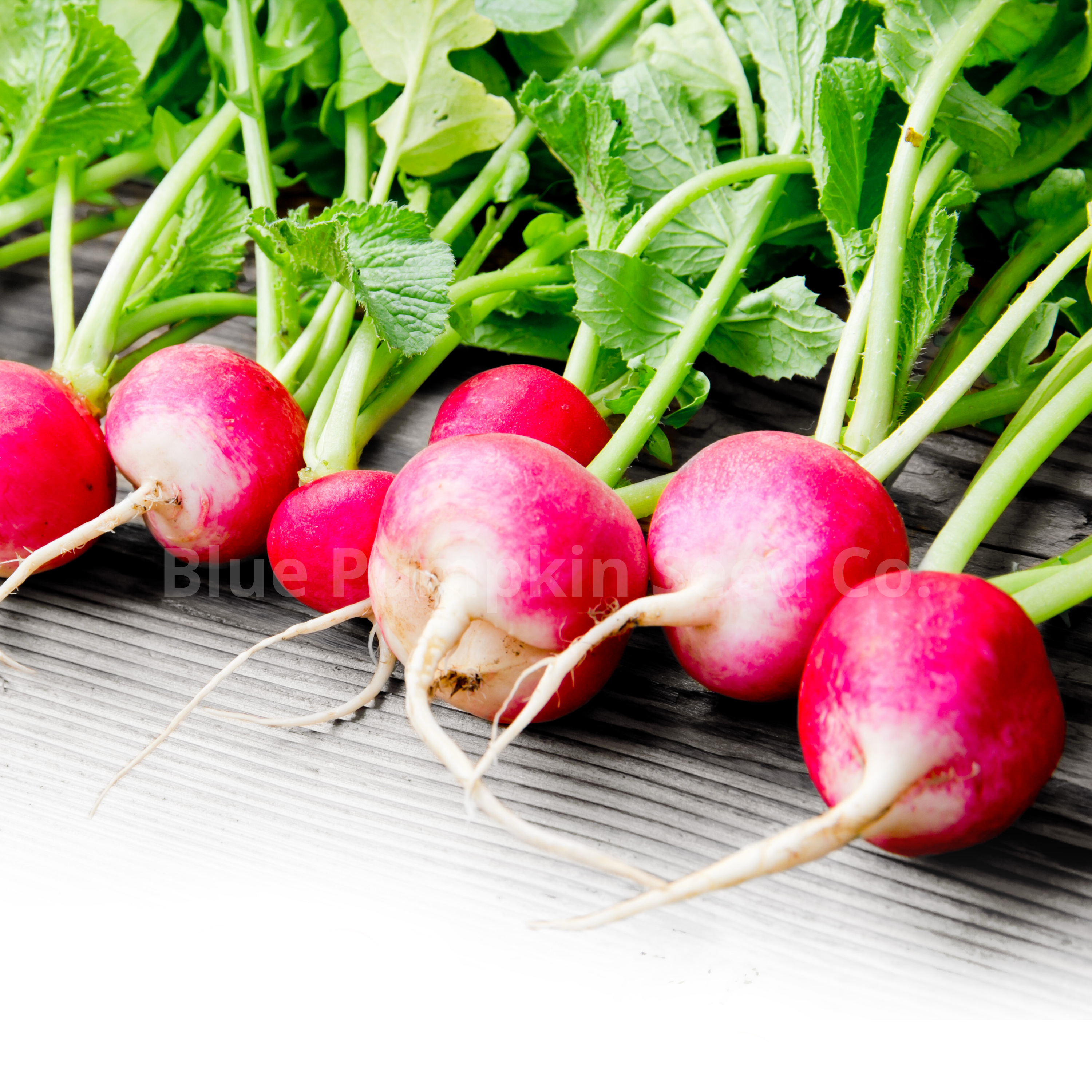 Fresh Sparkler White tip radishes on a white wooden surface.