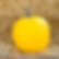 A Mellow Yellow pumpkin on a bed of hay.