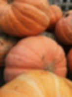 Thumbnail: A pile of Gold Nugget squash.