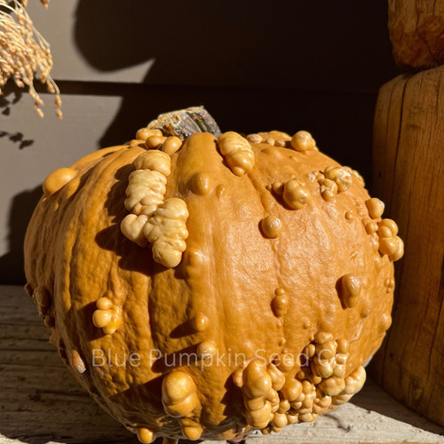 Grizzly Bear F1 Pumpkin seeds | Blue Pumpkin Seed Co