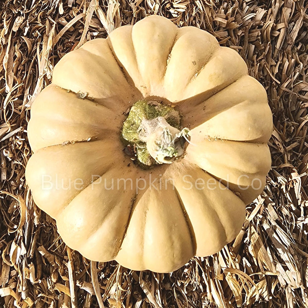 Thumbnail: The top view of our Kikuza pumpkin.