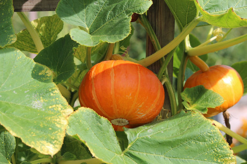 Sunshine F1 Kabocha seeds | Blue Pumpkin Seed Co