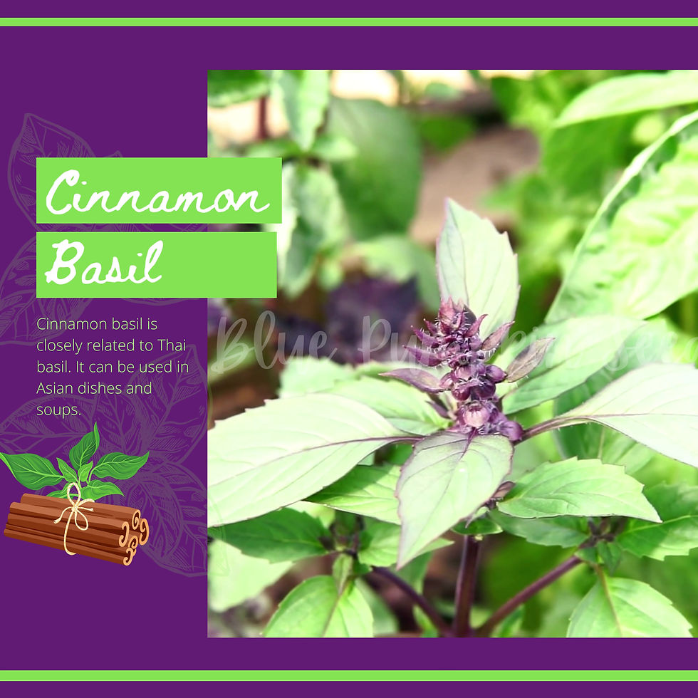 Miniatura: Cinnamon basil seeds video.