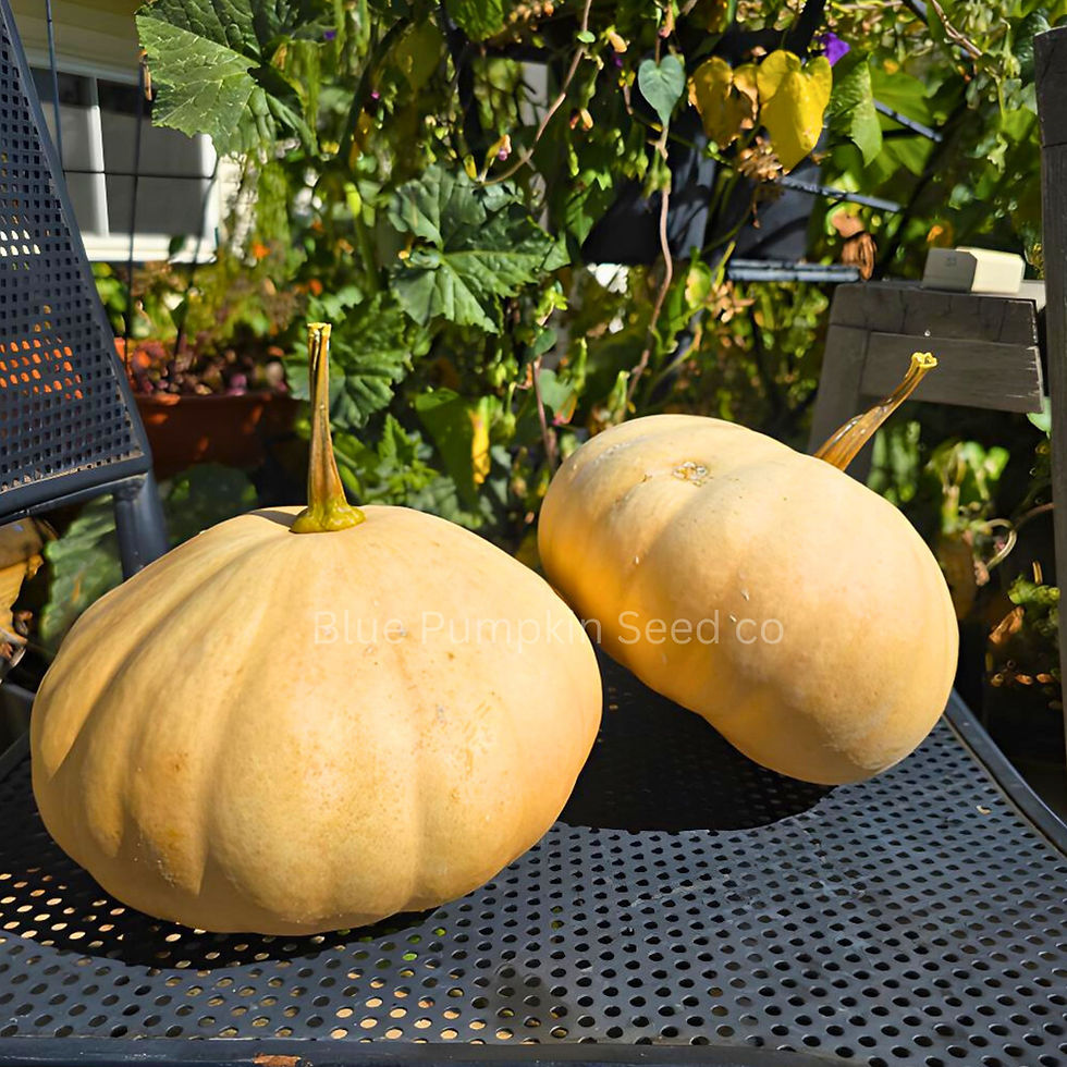 Miniatura: A few Mrs. Amerson squash we grew from our garden.
