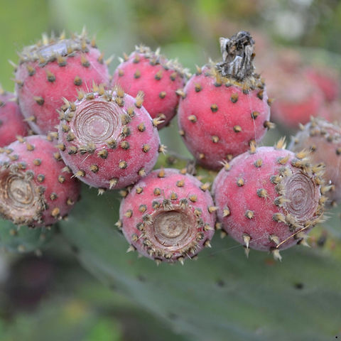 Cactus Pear seeds | Blue Pumpkin Seed Co